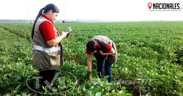 Senave constata baja incidencia de plagas y enfermedades en cultivos de soja