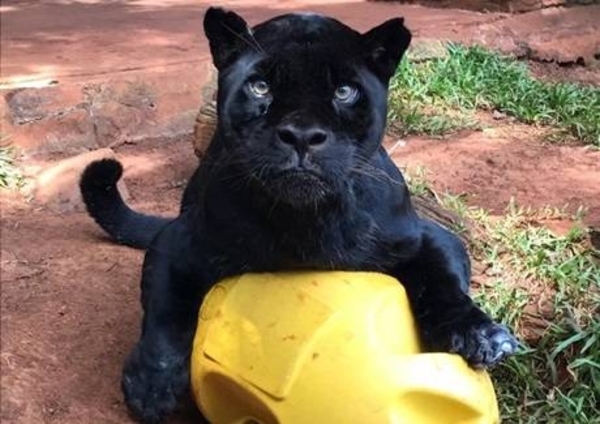 HOY / El jaguareté Chito de Itaipú muere en edad senil, analizan embalsamarlo para el museo