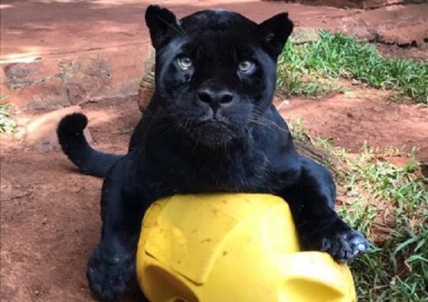 El jaguareté Chito fallece a sus 18 años en Itaipú