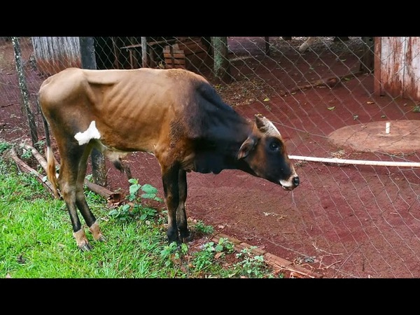 SENACSA CONFIRMA PRESENCIA DE RABIA BOVINA EN CAMPICHUELO