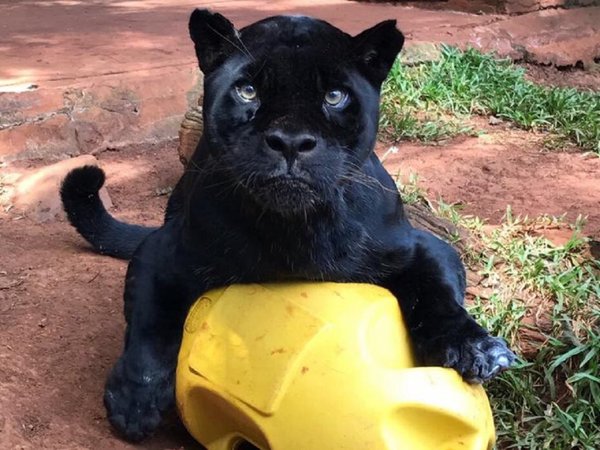 Falleció Chito, uno de los yaguaretés más longevos de la reserva de Itaipú