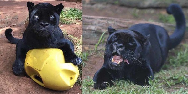 FALLECIÓ CHITO, UNO DE LOS YAGUARETÉS MÁS LONGEVOS DE LA RESERVA DE ITAIPÚ