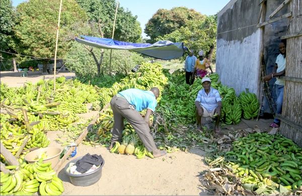 Brasil y Japón planearon una revolución agrícola en Mozambique