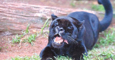 Falleció el jaguarete de Itaipú