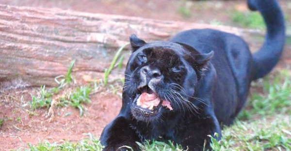 Falleció el jaguarete de Itaipú