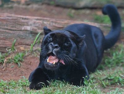 Yaguareté negro muere a los 18 años en cautiverio - Interior - ABC Color