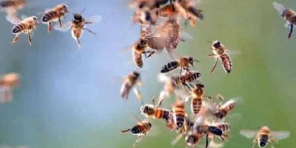 ATACADO POR UN ENJAMBRE DE ABEJAS FUE DIRECTO AL HOSPITAL