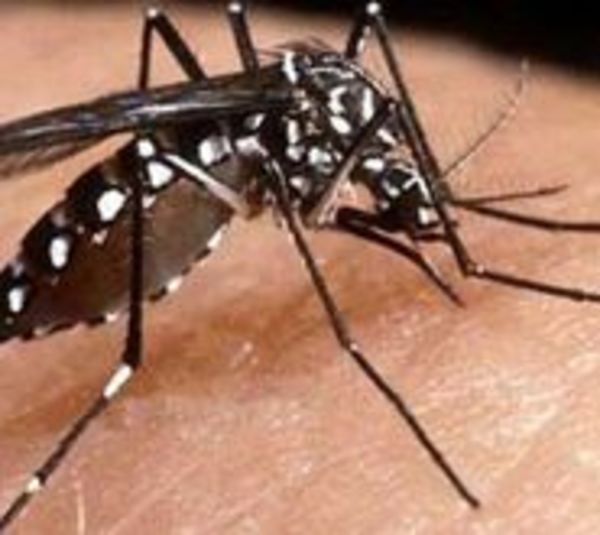 Epidemia de dengue no da tregua - Paraguay.com