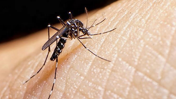 Sube a 20 cantidad de muertos por Dengue