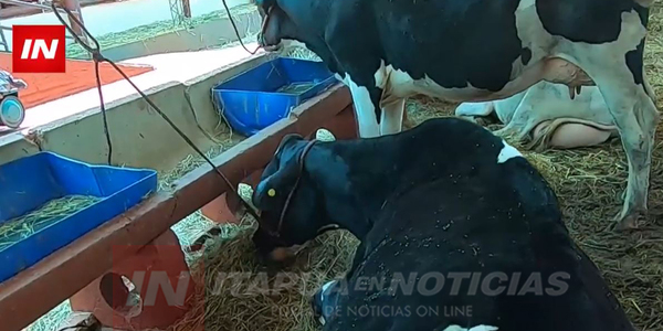 PRODUCCIÓN DE LECHE ES UN RUBRO FAMILIAR QUE REQUIERE MUCHA DEDICACIÓN