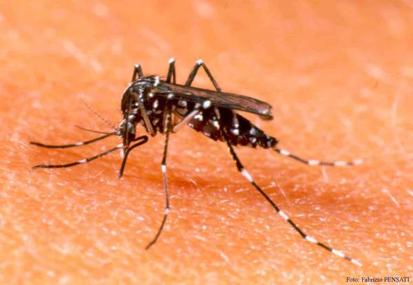 MADES DECLARA CONTINGENCIA AMBIENTAL A NIVEL PAÍS ANTE EPIDEMIA DE DENGUE