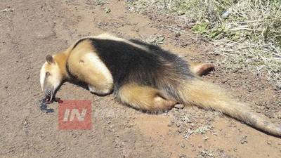 ENCARNACIÓN: ATROPELLAN Y MATAN A UN KAGUARE SOBRE LA RUTA 1