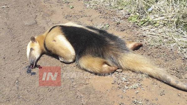 ENCARNACIÓN: ATROPELLAN Y MATAN A UN KAGUARE SOBRE LA RUTA 1