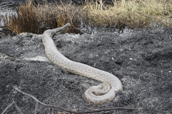 RESCATAN A UNA KURIJU CON QUEMADURAS EN EL PARQUE GUASU METROPOLITANO