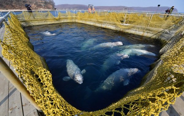 MULTAN CON USD 2 MILLONES A EMPRESAS POR LA «CÁRCEL DE BALLENAS»