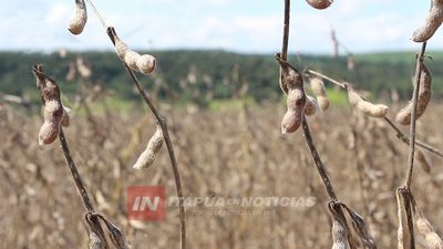 PRODUCCIÓN DE SOJA Y CARNE CON IMPORTANTE REPUNTE POR LLUVIAS