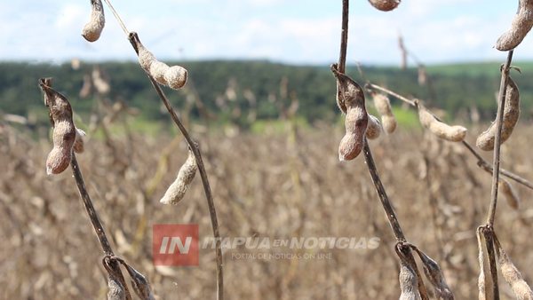 PRODUCCIÓN DE SOJA Y CARNE CON IMPORTANTE REPUNTE POR LLUVIAS