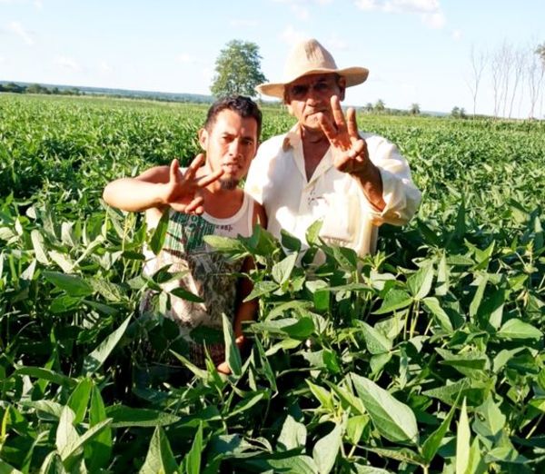 BUENA COSECHA PROMETE LA SOJA EN PEQUEÑAS FINCAS