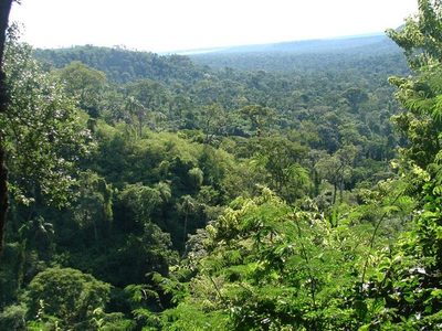 PARAGUAY DEBE DAR UN VALOR ECONÓMICO A SUS BOSQUES PARA MEJOR CONSERVACIÓN, AFIRMAN