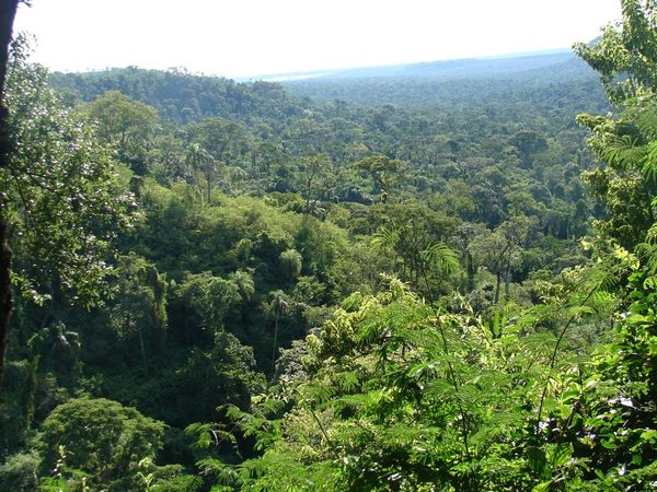 PARAGUAY DEBE DAR UN VALOR ECONÓMICO A SUS BOSQUES PARA MEJOR CONSERVACIÓN, AFIRMAN