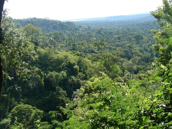 PARAGUAY DEBE DAR UN VALOR ECONÓMICO A SUS BOSQUES PARA MEJOR CONSERVACIÓN, AFIRMAN