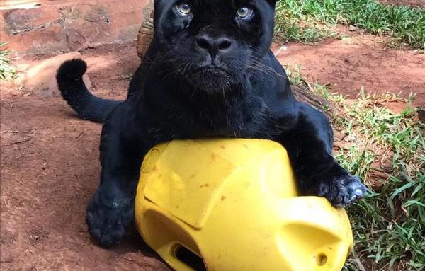 Falleció Chito: El jaguareté de 18 años de la reserva de Itaipú