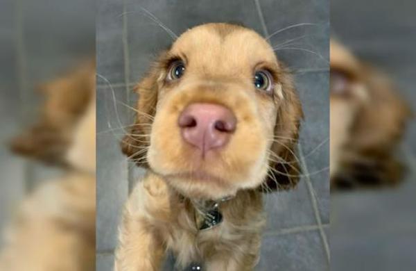 Conoce a Winnie, el perro con los ojos del Gato con Botas - C9N