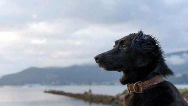 Murió Comando, el perro que esperaba en el muelle a su dueña tripulante del ARA - Campo 9 Noticias