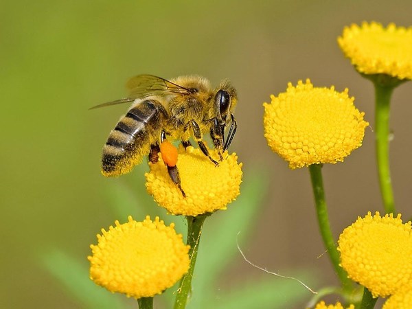 La importancia de las abejas para la humanidad - Campo 9 Noticias