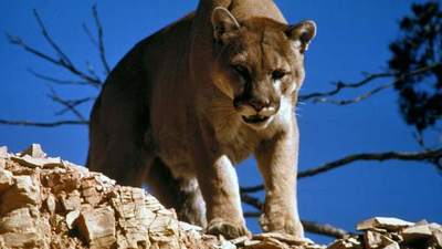 Sobrevive al ataque de un puma asfixiándolo hasta matarlo