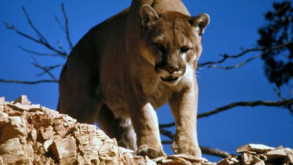 Sobrevive al ataque de un puma asfixiándolo hasta matarlo