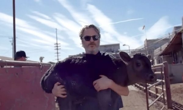 Joaquin Phoenix rescata a una vaca y su ternero de un matadero