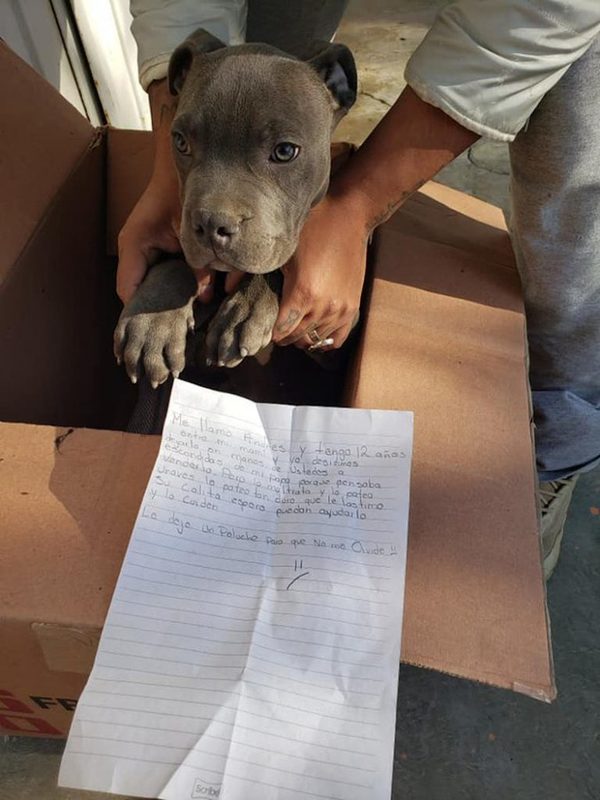 Conmovedor: Un pequeño niño dejó su cachorro en adopción y junto a él una carta | Noticias Paraguay