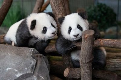Primer día frente al público de los dos oseznos panda del zoo de Berlín » Ñanduti
