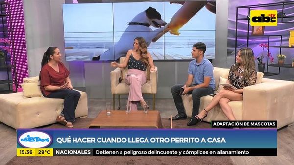 ¿Qué hacer cuando llega otro perrito a la casa? - Ensiestados - ABC Color