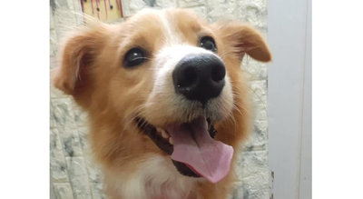 Imputan a motociclista que arrastró a un perro en Misiones » Ñanduti