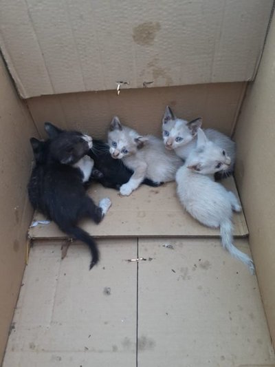 Gatitos buscan una familia que los adopte » Ñanduti