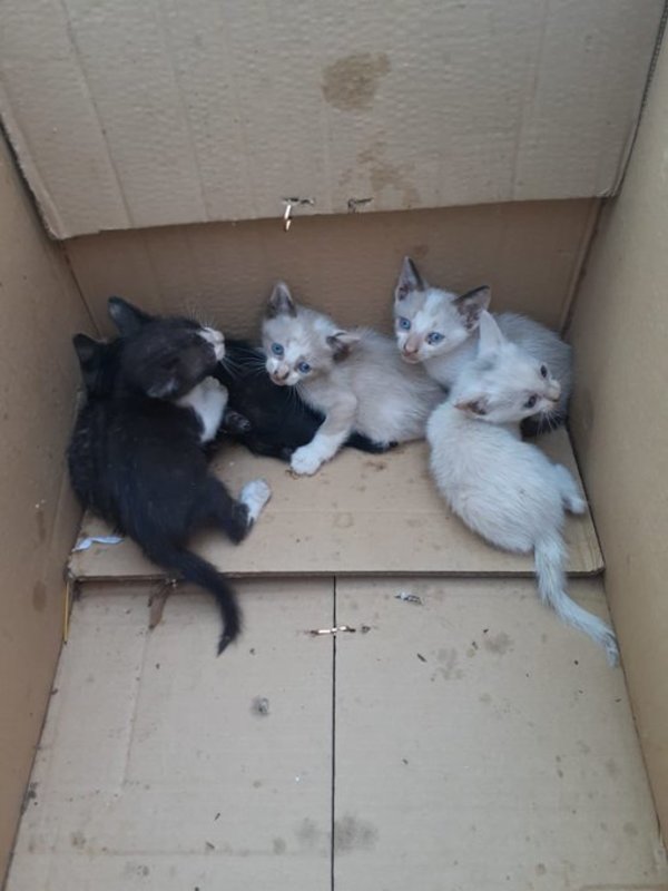 Gatitos buscan una familia que los adopte » Ñanduti