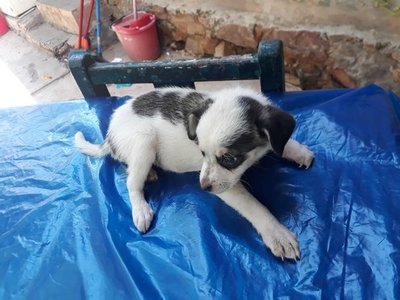 Estos dos perritos están en adopción » Ñanduti
