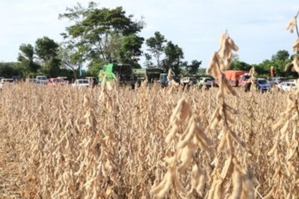 Se inició la cosecha de soja con gran participación de los pequeños productores