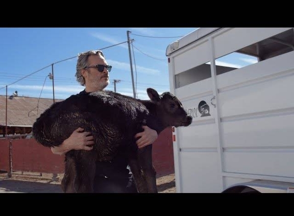 HOY / Joaquín Phoenix rescató a una vaca y a su cría tras ganar el Óscar