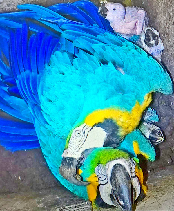 Nacen cinco guacamayos en el zoológico de Itaipú - Noticde.com