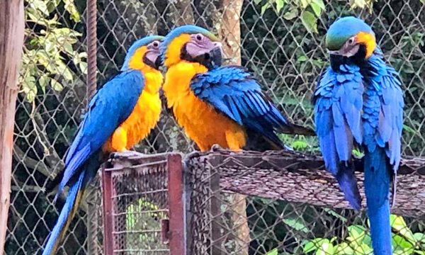 Nacen cinco guacamayos azul y amarillo en el CIASI de Itaipú
