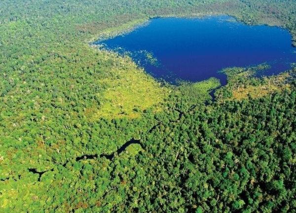 Pérdidas de biodiversidad están en niveles sin precedentes, según la ONU