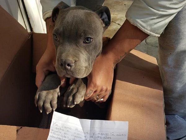 Un niño dejó a su perrito en refugio con una carta que explica el doloroso motivo