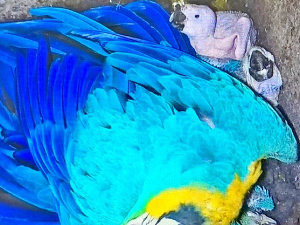 Nacieron 5 guacamayos en Centro de Investigación de Animales de Itaipú