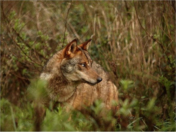 Un hombre vivió 3 años con un lobo ibérico, creyendo que era un perro