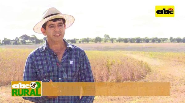 Campaña de cosecha de soja 2019/2020 - ABC Rural - ABC Color