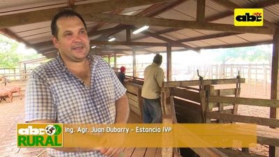 Vacunación contra fiebre aftosa - ABC Rural - ABC Color