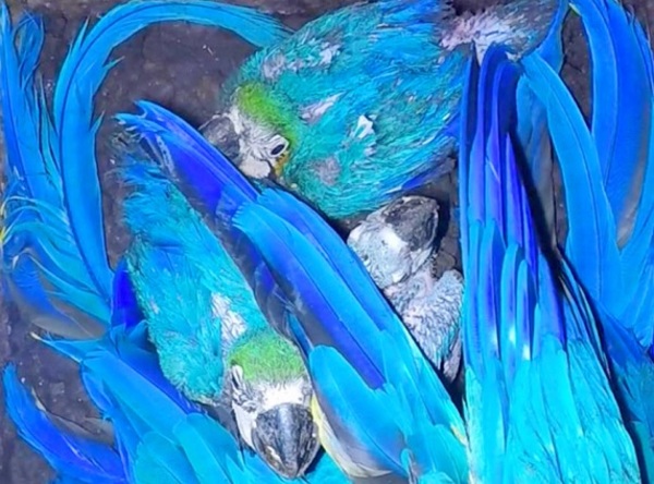 Cinco guacamayos azules nacen en Centro de Investigación